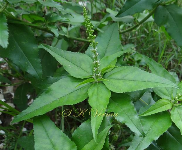   Shoot with leaves and inflorescence